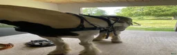 Körselar körning till salu: Bröst sele  - Annons 5