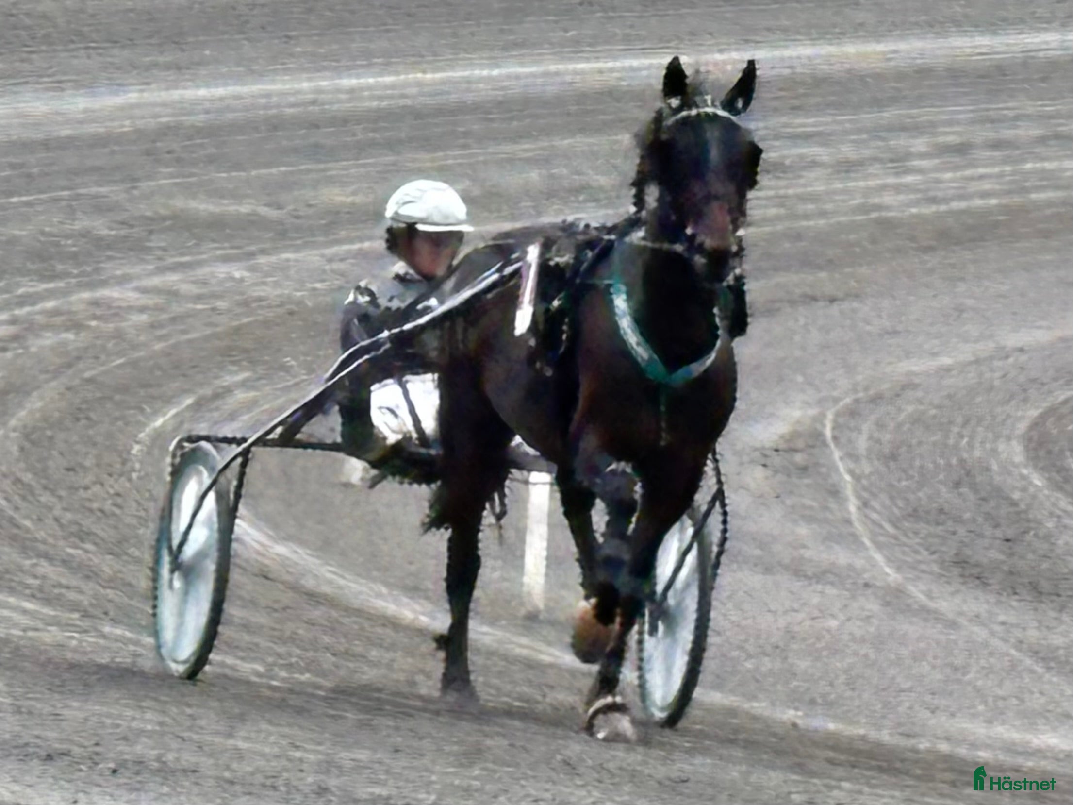  hästar Travare snäll  i Arboga - Annons 10