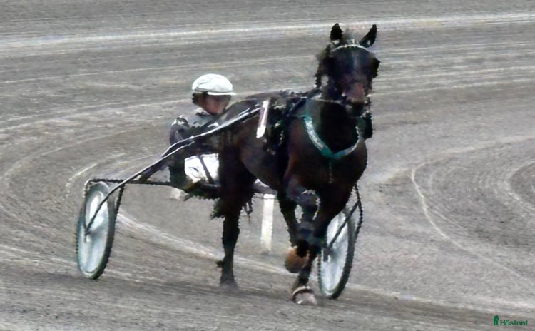  hästar i Arboga - Annons 3