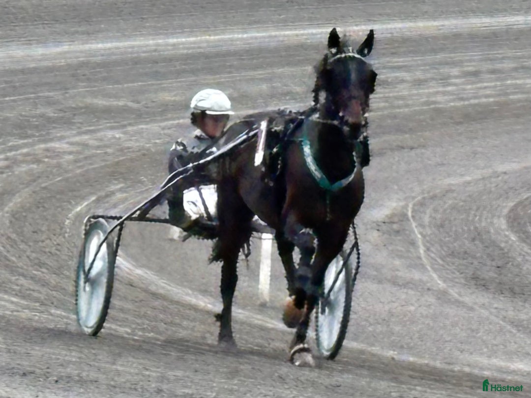 Trav hästar till salu: Travare snäll  i Arboga - Annons 1