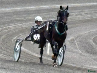 hästar Travare snäll i Arboga - Annons 8