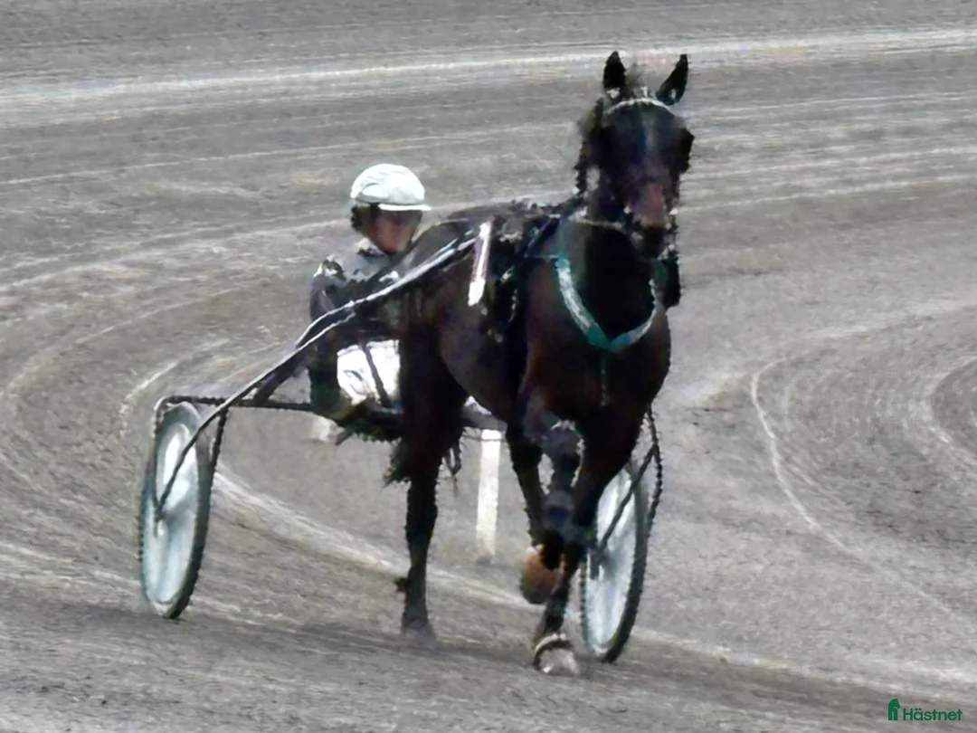 Trav hästar till salu: Travare snäll  i Arboga - Annons 1