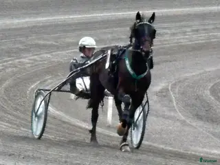 hästar Travare snäll i Arboga - Annons 12