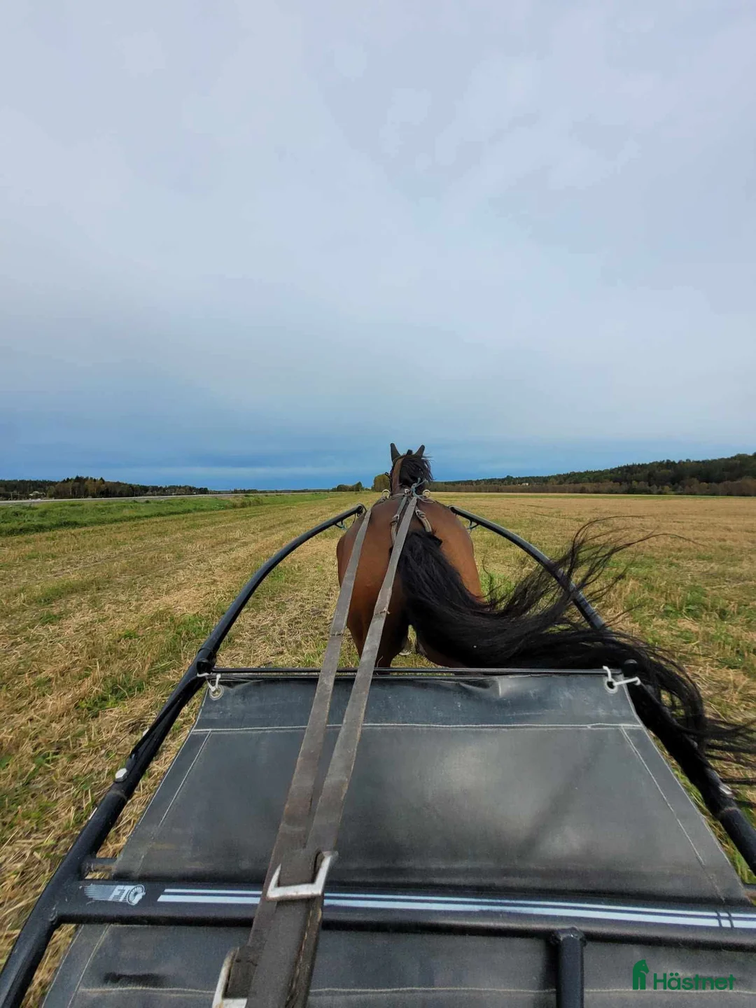 Trav hästar till salu: Musse söker nytt hem i Ånäset - Annons 3