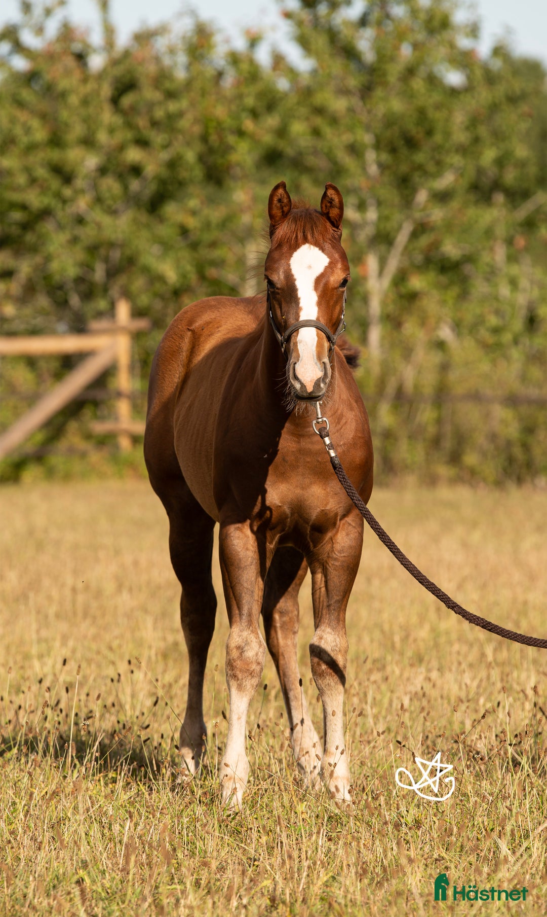 Western hästar till salu: Blivande reiningstjärna - byte möjligt!  i Hjo - Annons 9