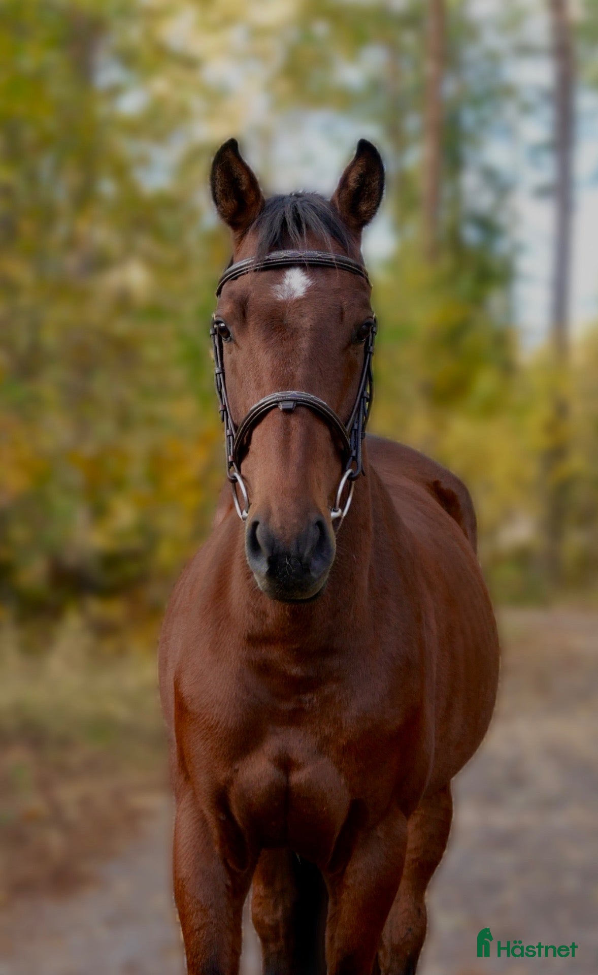  hästar till salu: Lovande 6åring! - Annons 1