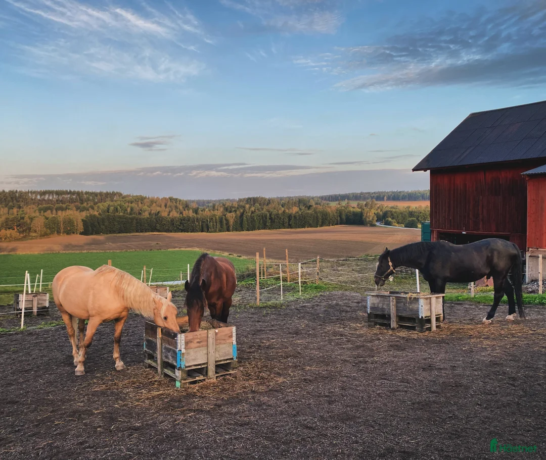 stallplats finnes: Boxplatser på Iselsta/Grödinge i Grödinge - Annons 3