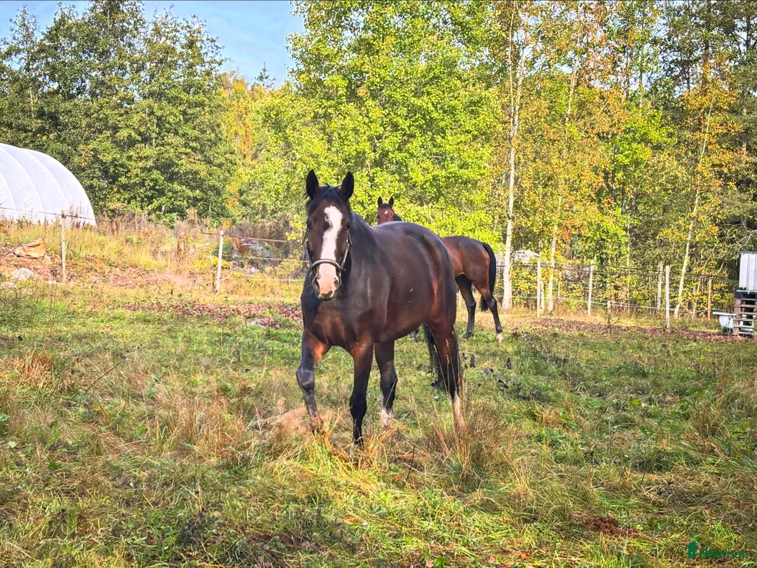  medryttarhäst finnes: Erfaren medryttare till häftig Swb hopp/dressyr i Västerhaninge - Annons 20
