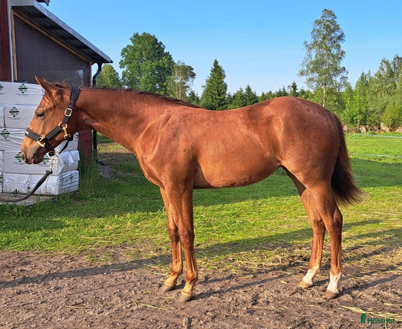 hästar i Trädet - Annons 5