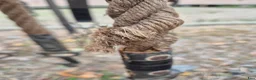 Övrig Körutrustning körning till salu: Draglinor - Annons 3