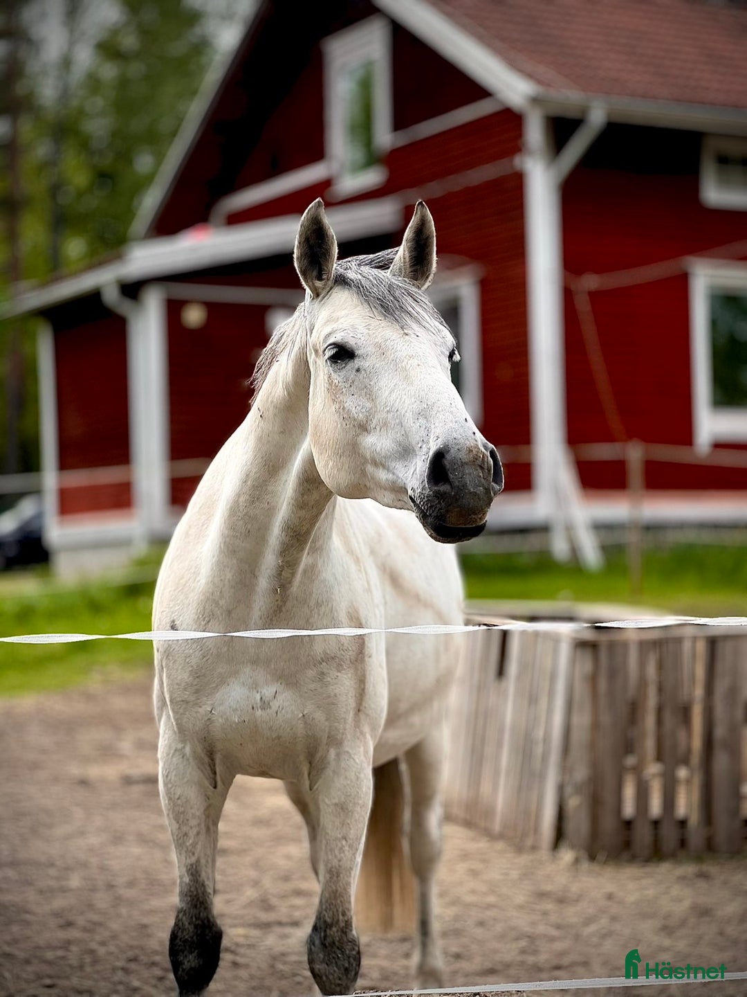  medryttarhäst finnes: Medryttare sökes  i Västerås - Annons 3