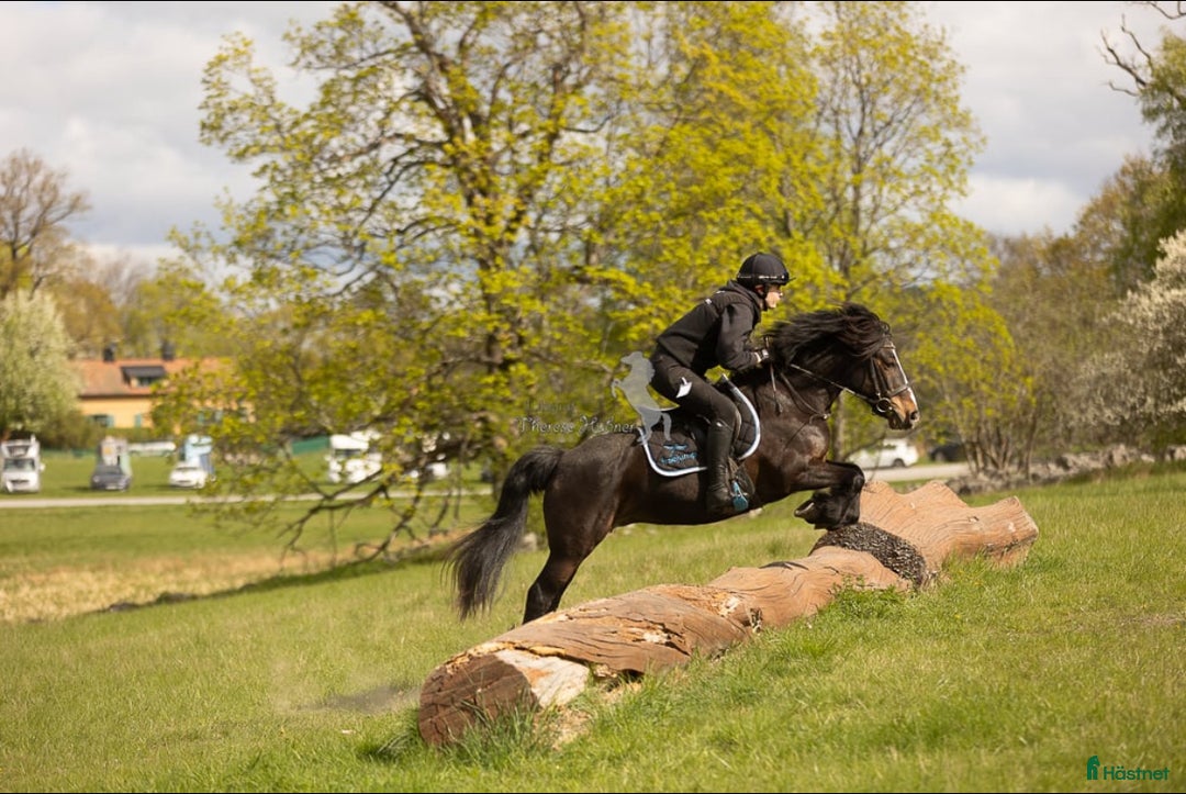 Övrigt hästar till salu: Maxad B-ponny som älskar arbete - och frihet i Vallentuna - Annons 3