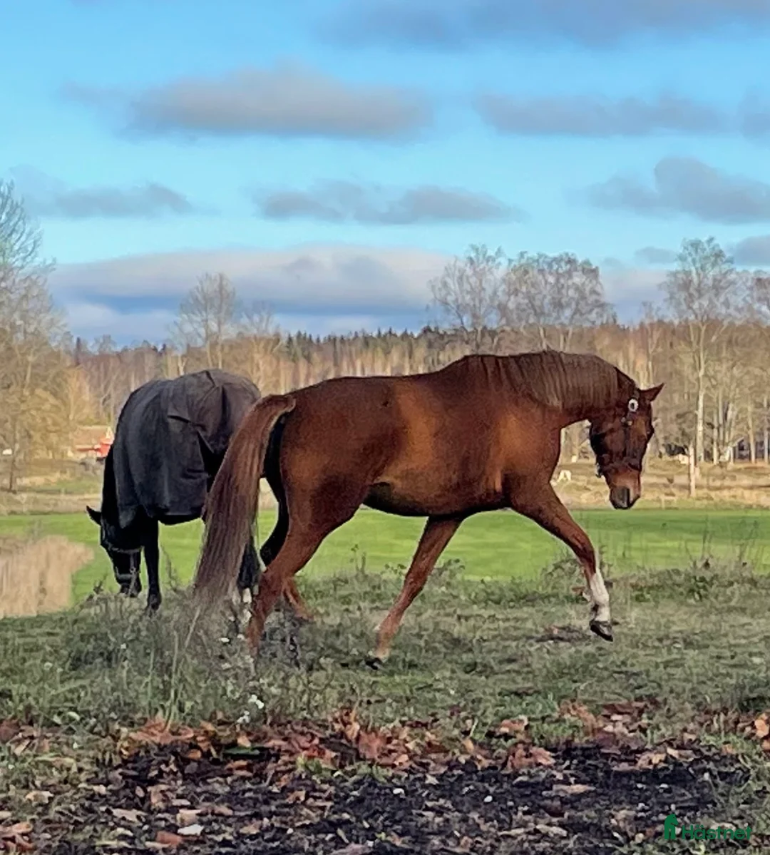 Avelshästar hästar till salu: Fint avelssto  i Hjortkvarn - Annons 3