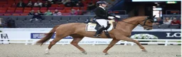 Allround hästar till salu: Vallack 12 år till lättare ridning / sällskap - Annons 4