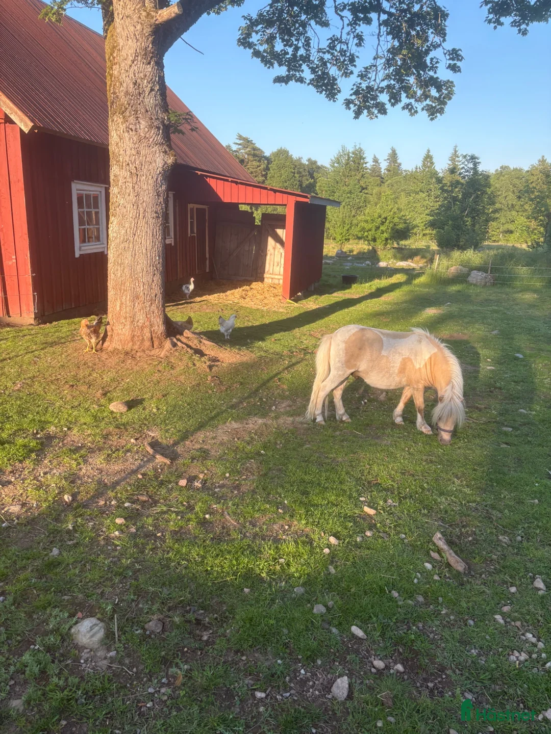Allround hästar till salu: Älskade Loke. Byte.  - Annons 2