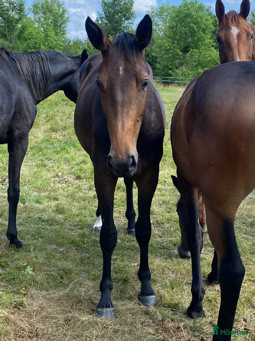 Hoppning hästar till salu: Unghäst för sporten med extra allt✨ - Annons 2