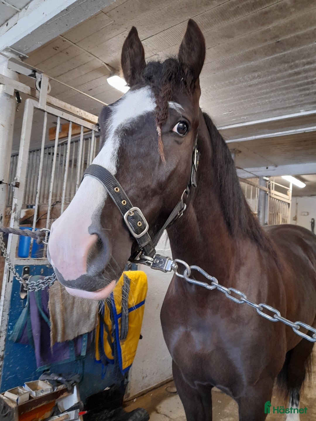 Trav hästar till salu: Lovande Unghäst med Toppstam i Skellefteå - Annons 3