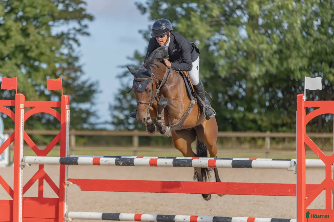 Hoppning hästar till salu: Välhoppande energisk kille i Hörby - Annons 2
