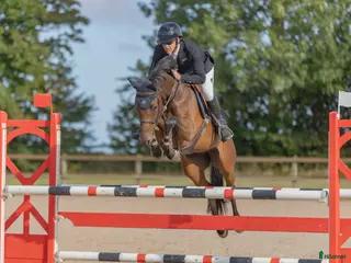 hästar Välhoppande energisk kille - Annons 5