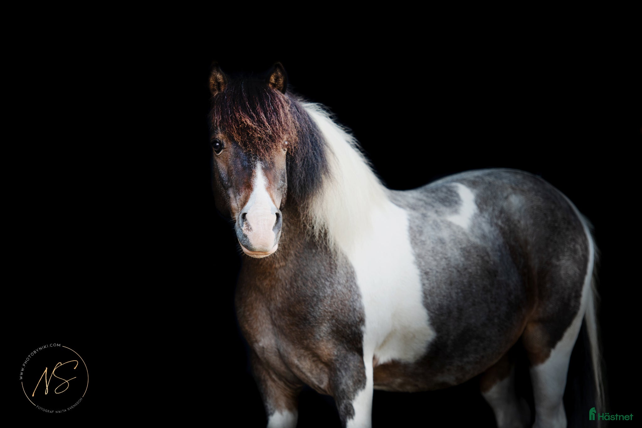  hästar En vacker, genomklok, lagom tjock ponny - Annons 5