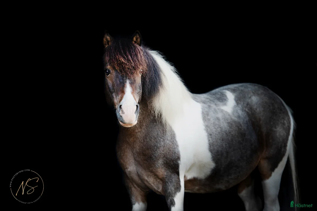 Allround hästar till salu: En vacker, genomklok, lagom tjock ponny - Annons 1