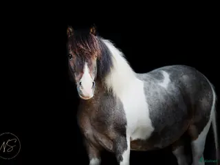 hästar En vacker, genomklok, lagom tjock ponny - Annons 4