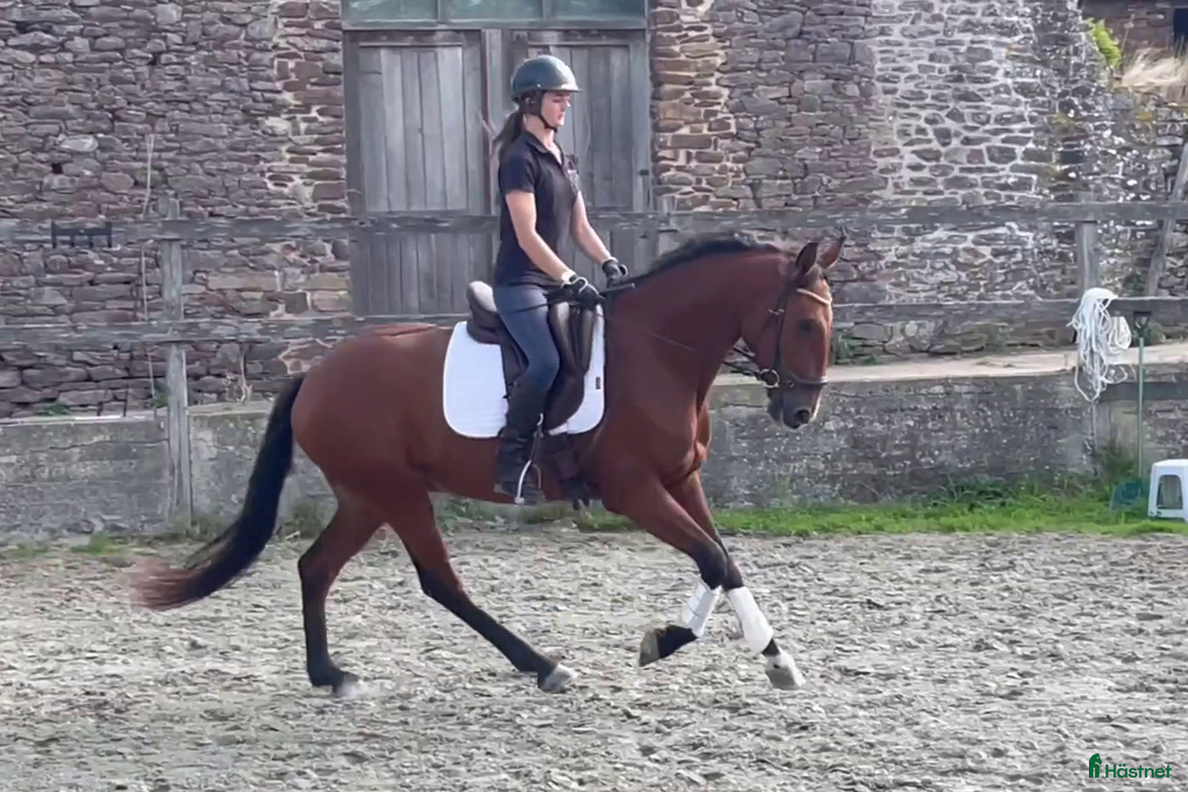 Dressyr hästar till salu: Lusitano 6y Dressage Working Equitation  - Bild 5