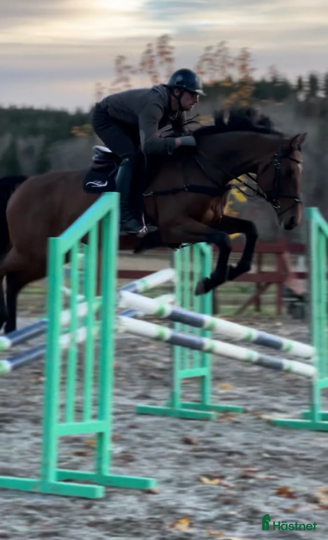 Avelshästar hästar till salu: Prestationssto till avel  i Tystberga - Annons 2