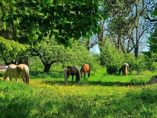 stallplats finnes: Stallplats, boxplats i Vikingstad - Annons 3
