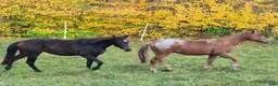 Western hästar till salu: Charmig Appaloosa-valack - Annons 6