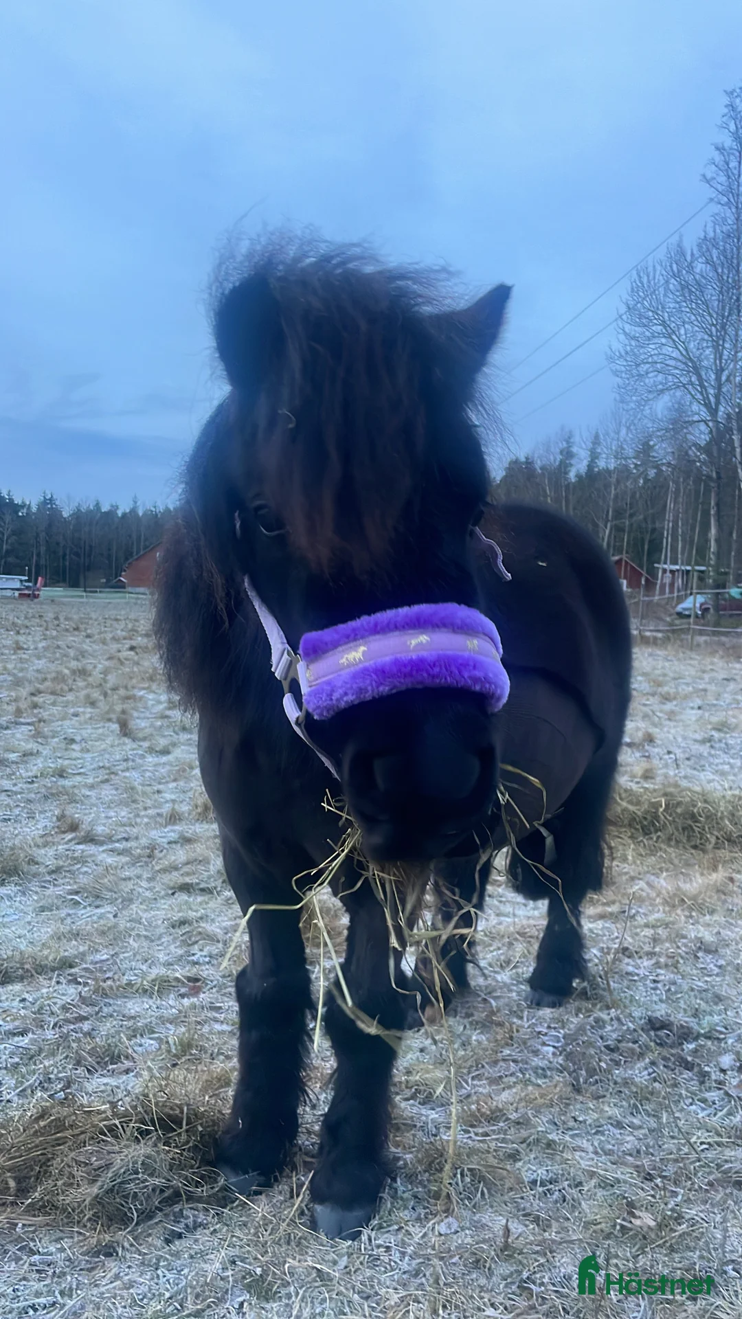 Sällskap hästar till salu: Social glad tjej i Eskilstuna - Annons 1