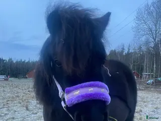 hästar Social glad tjej i Eskilstuna - Annons 4