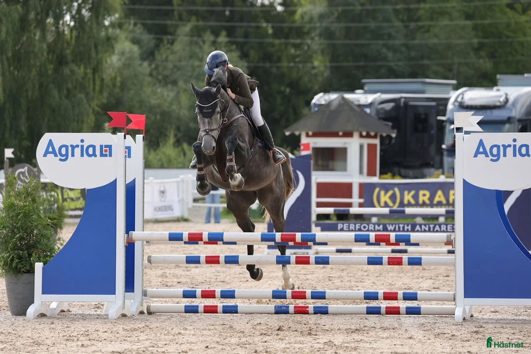 Hoppning hästar till salu: Storhoppande 4åring - Annons 1