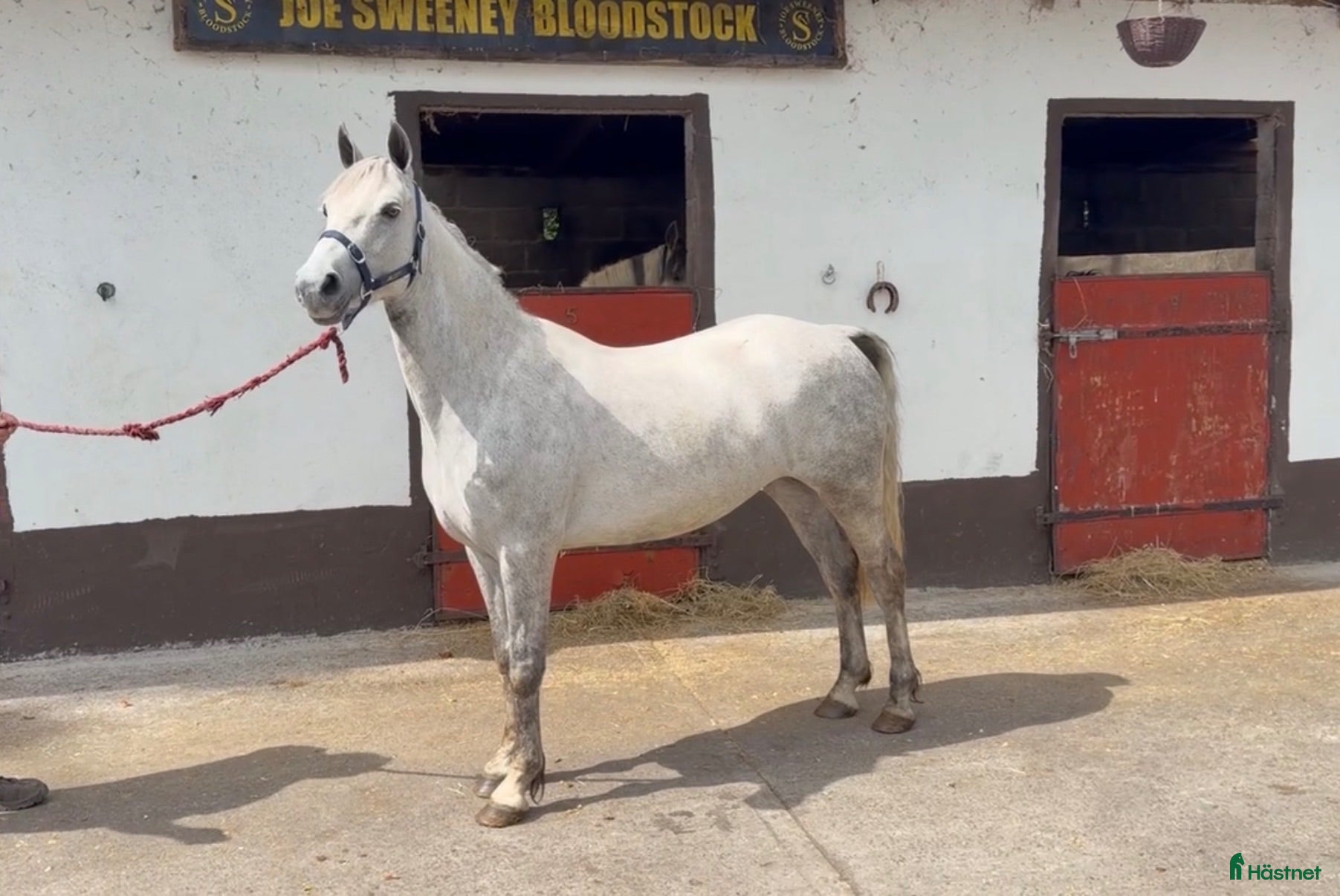  hästar Top Ponies Cobs and Horses for Sale ☘️ - Annons 1