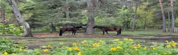  stallplats finnes: Lösdriftsplatser centralt i Täby - Annons 6