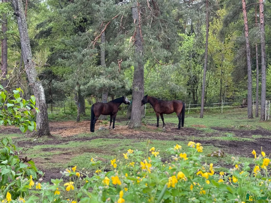  stallplats finnes: Lösdriftsplatser centralt i Täby - Annons 6