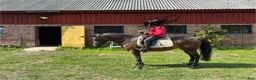 Allround hästar till salu: Fin ridponny efter Power Boy - Annons 1