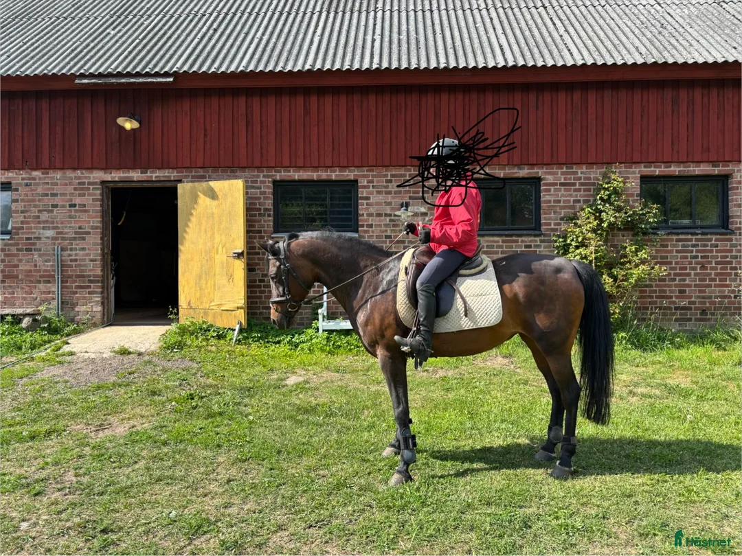 Allround hästar till salu: Fin ridponny efter Power Boy - Annons 1