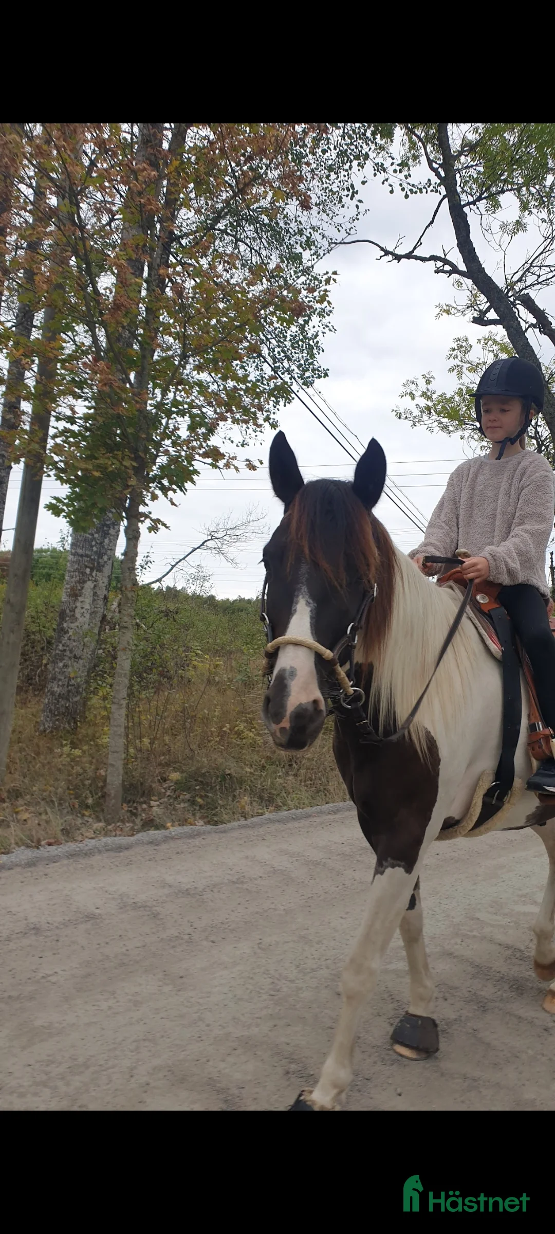 Allround hästar till salu: 5 årig paint mix med ett fantastiskt temperament ⭐ i Brottby - Annons 8