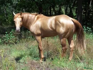 hästar Foderhäst sökes i Östhammar - Annons 4