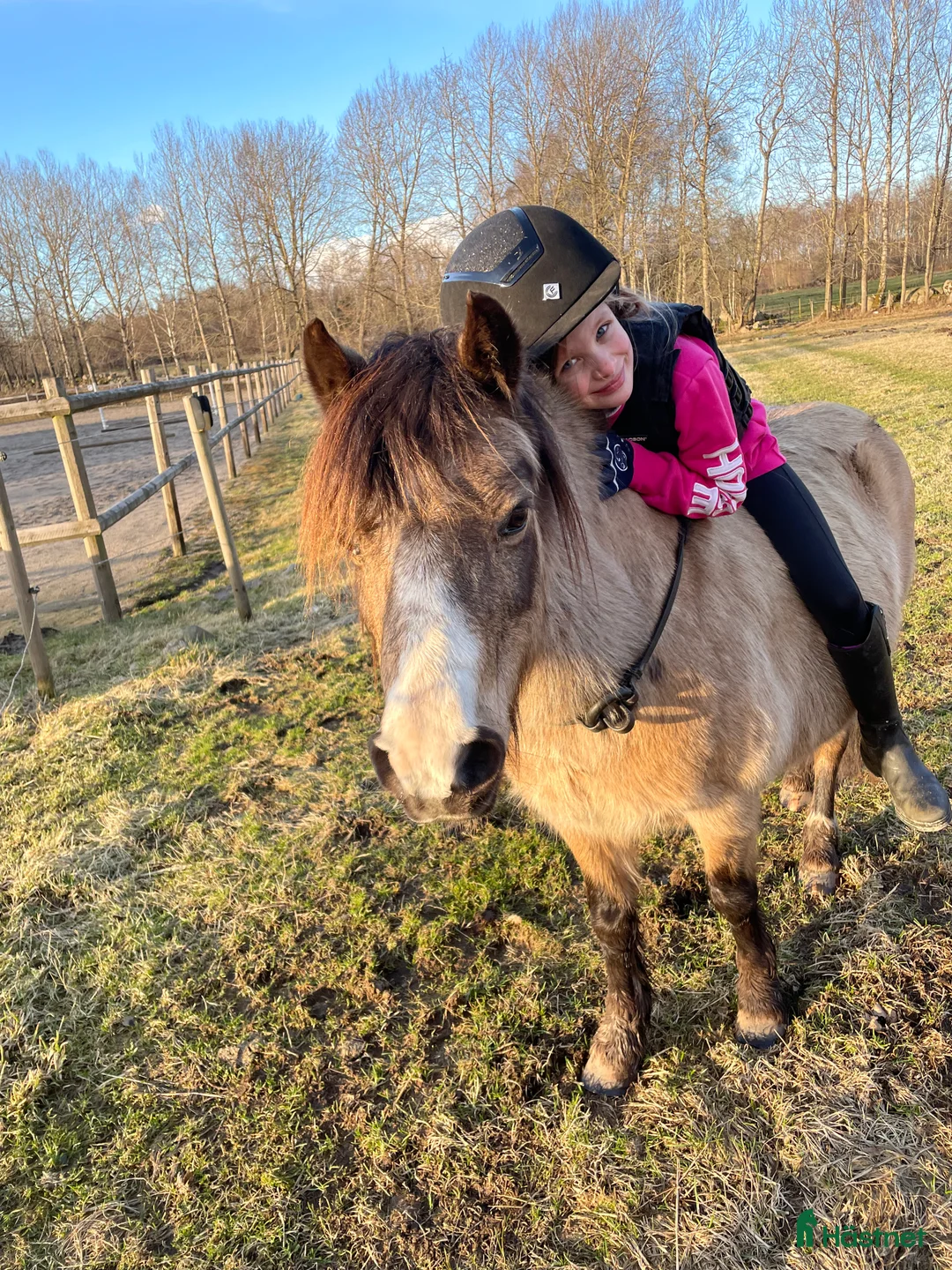 Allround hästar till salu: Underbar liten Welsh mountain  i Tyringe - Annons 2