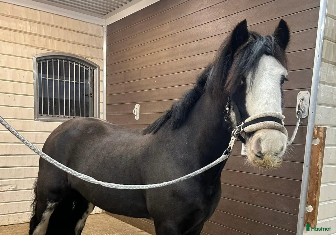 Allround hästar till salu: Garry söker nytt hem - Annons 1