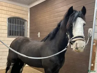 hästar Garry söker nytt hem - Annons 5