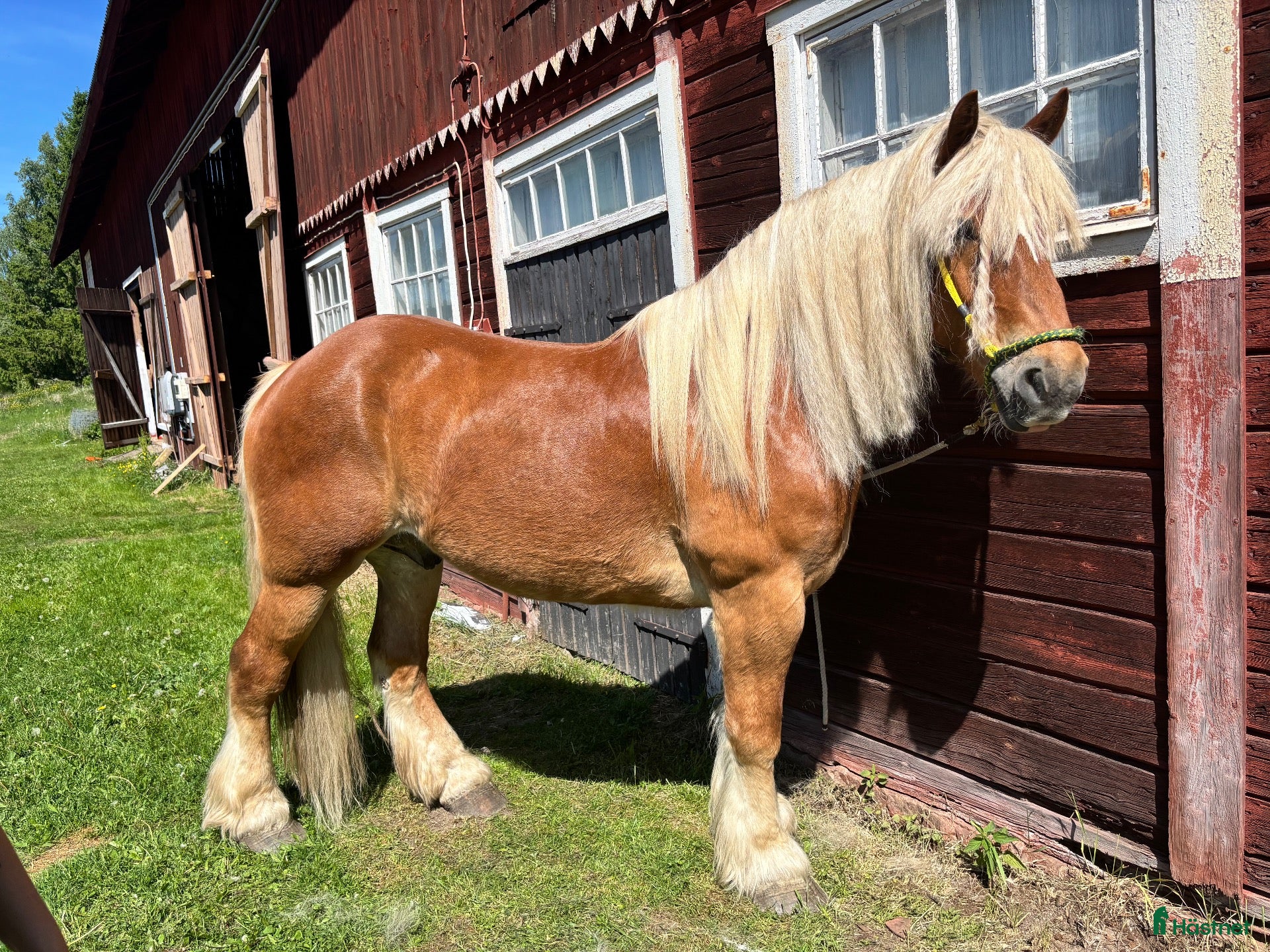  hästar Sagohäst - Annons 8
