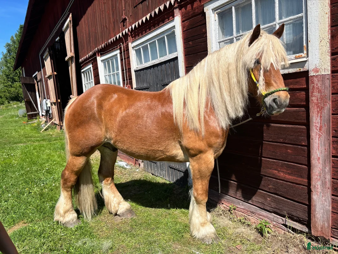 Övrigt hästar till salu: Sagohäst - Annons 1