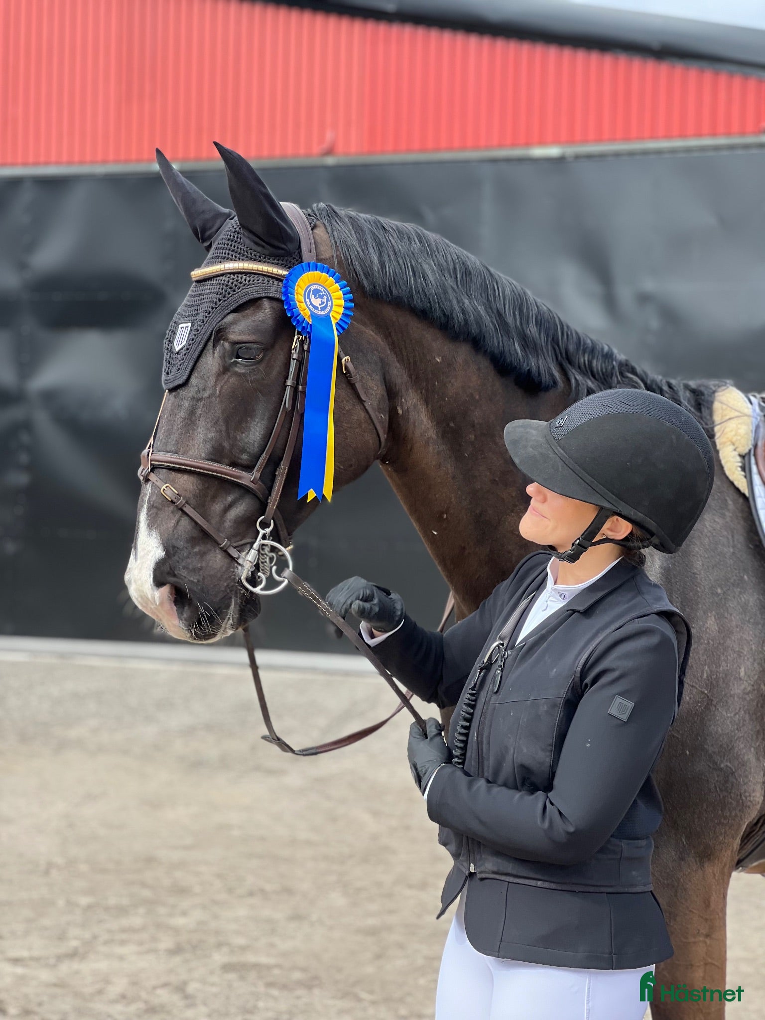 hästar Trevlig valack 9 år (SWB) - Annons 1