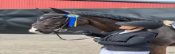 Hoppning hästar till salu: Trevlig valack 9 år (SWB) - Annons 1