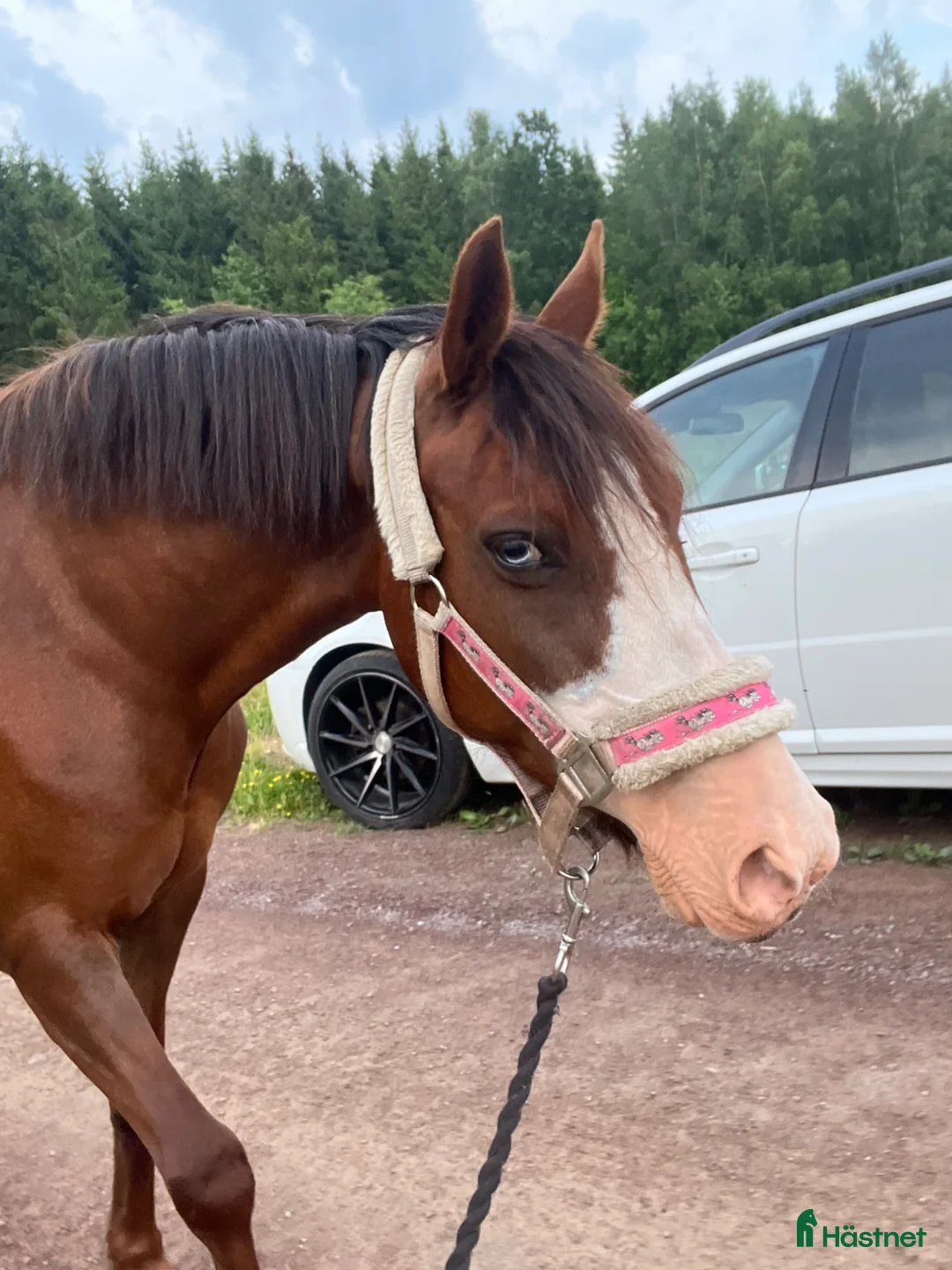 Allround hästar till salu: Finaste ponnyn💞 - Annons 5