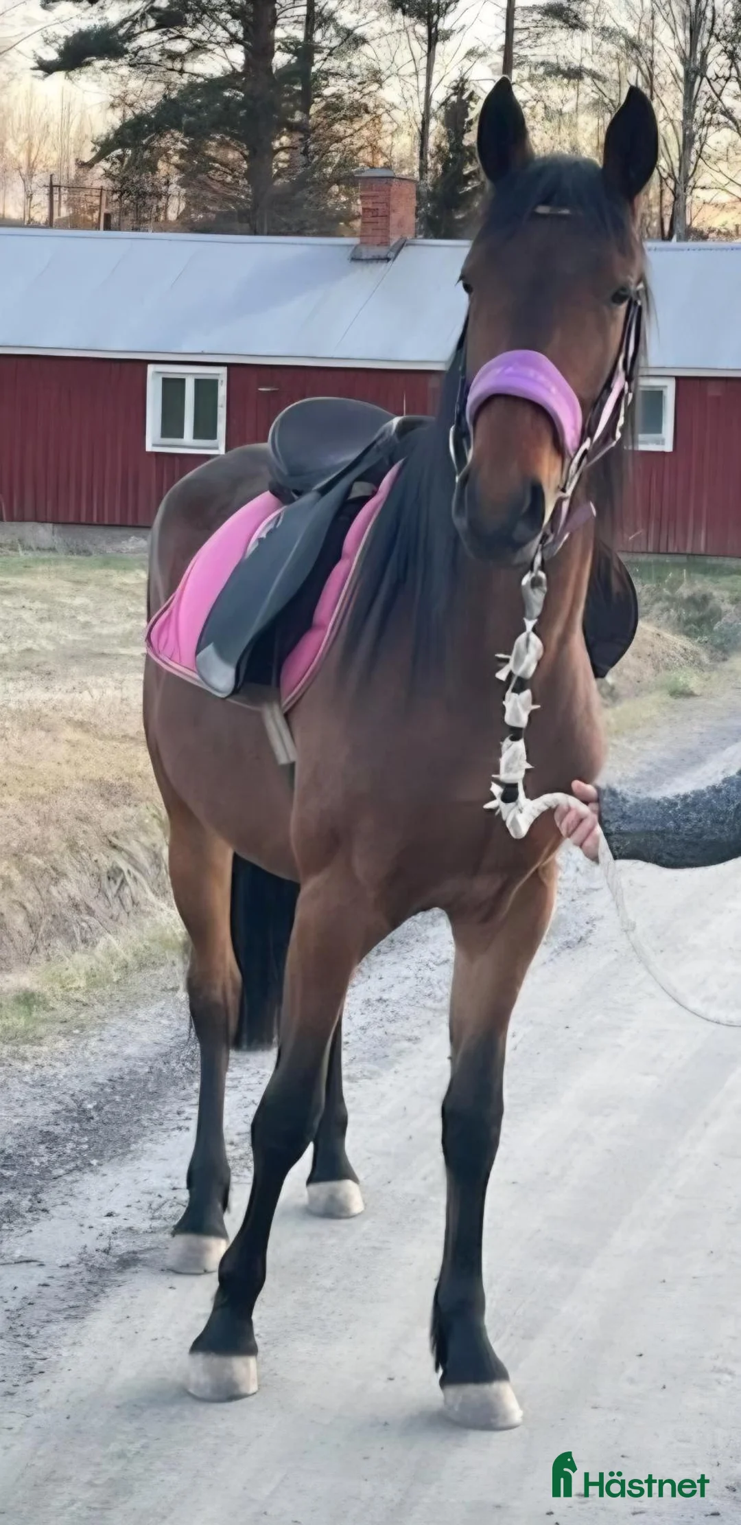 Allround hästar till salu: 3 årigt sto i Lingbo - Annons 6