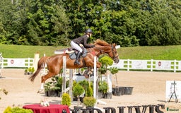 Hoppning hästar till salu: Brave 6 yo mare for jumping i Ekerö - Annons 2